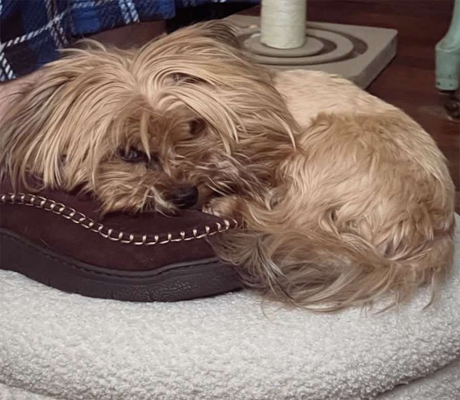 Yorkshire Terrier sitting confidently on a chair